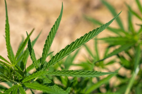 Cannabis Category For Guest Post Submission