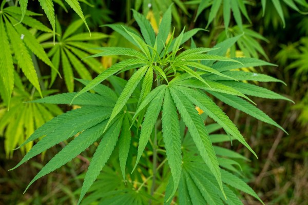 Hemp Category For Guest Post Submission