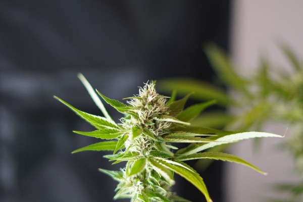 Weed Category For Guest Post Submission