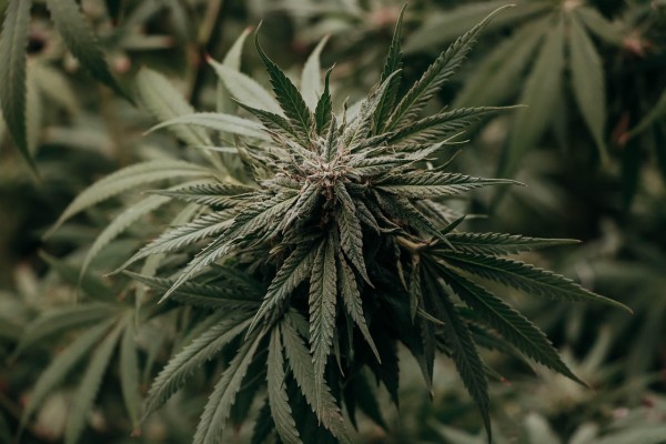Cannabis Guest Post Or Cannabis Write For Us Guest Posts Are Accepting
