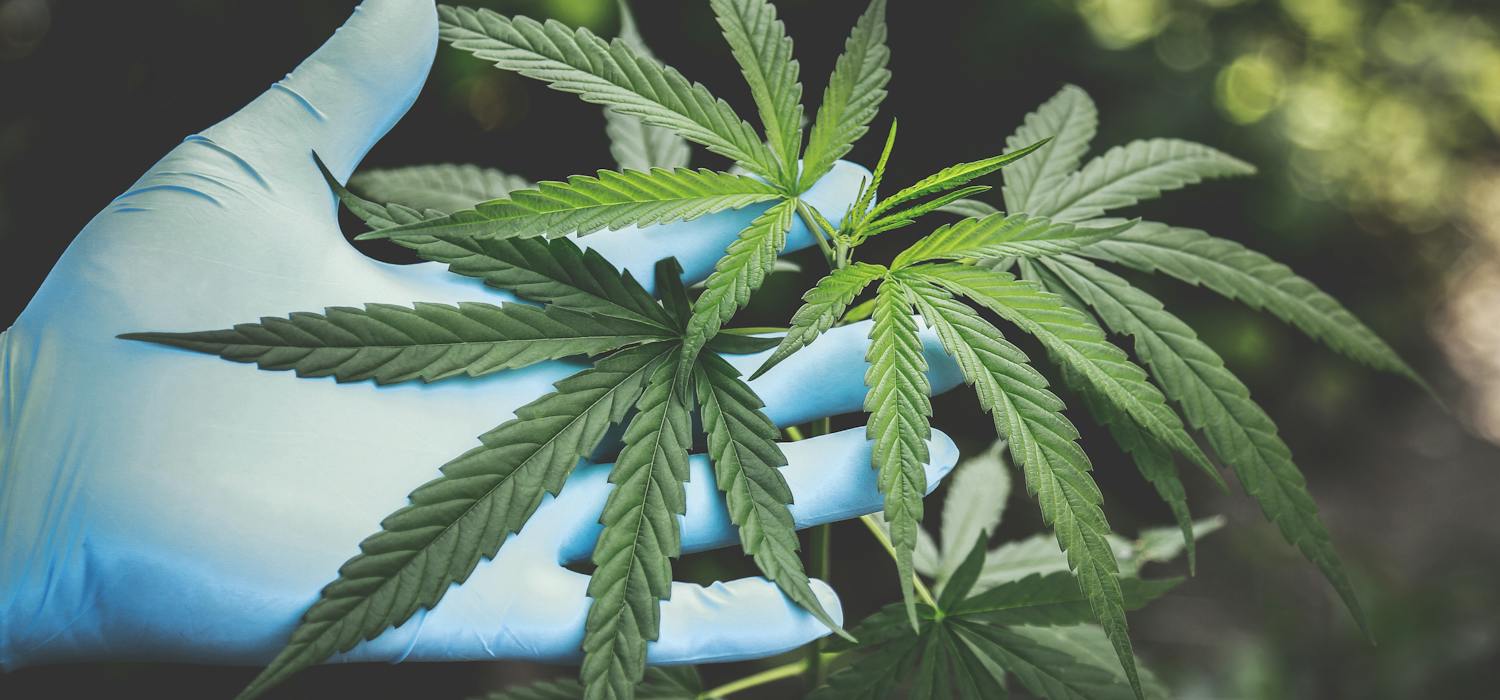 Cannabis Consumption Methods: Smoking, Vaping, Edibles, and More