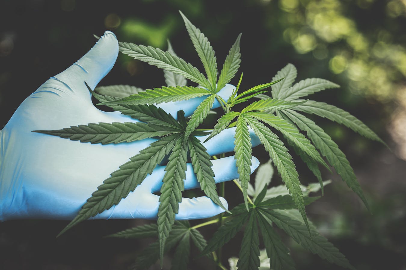 Cannabis Guest Post: Understanding Marijuana and Its Effects