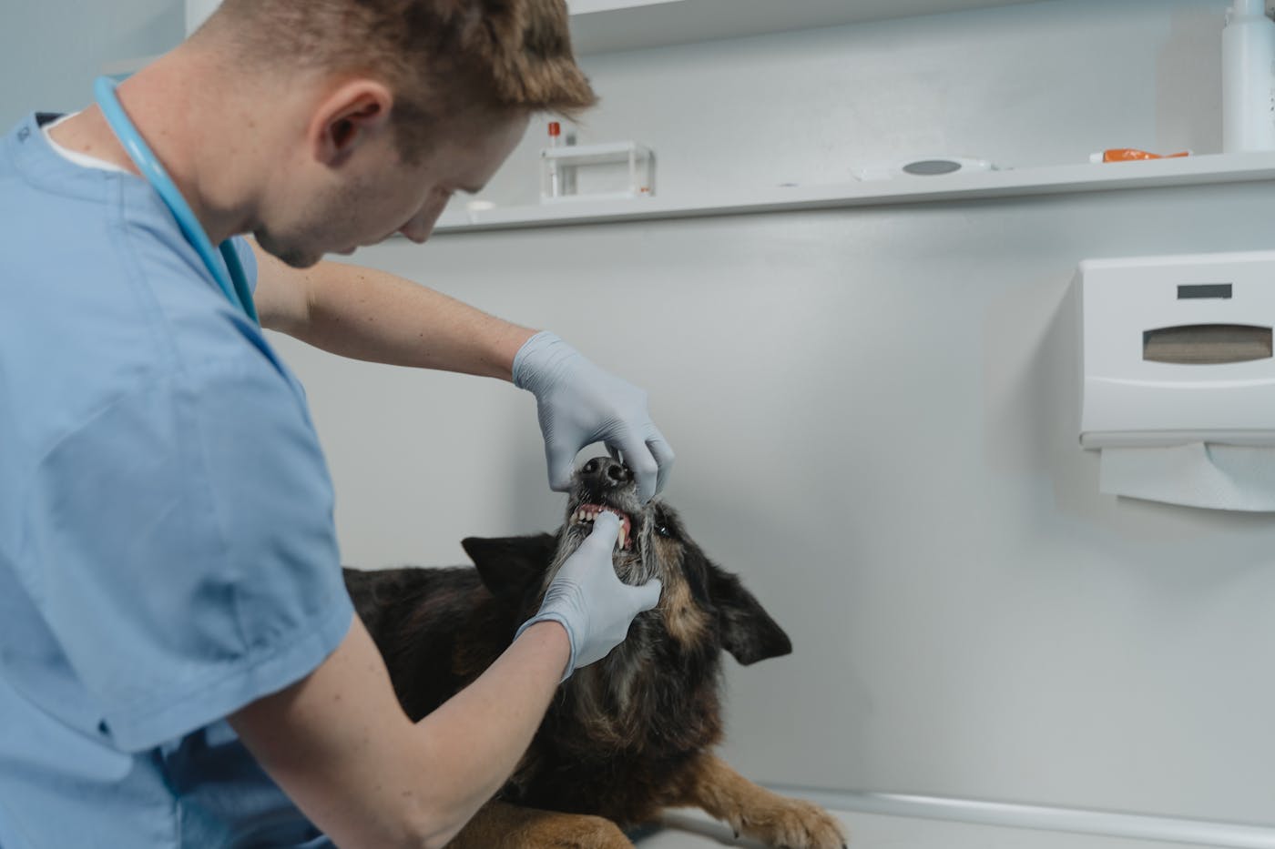 Finding the Right Supplier for Your Veterinary Equipment