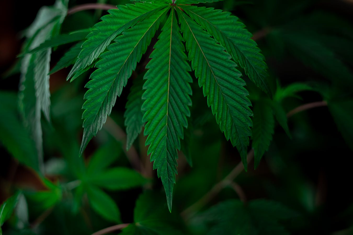 The Detailed Journal About Different Types Of Cannabis Products Available In The Market